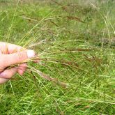 Chilean needle grass seeds on the plant