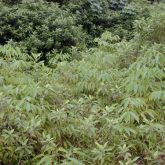 Spiked pepper large infestation