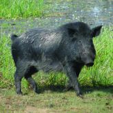 Feral pig
