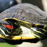 Red-eared slider turlte close-up