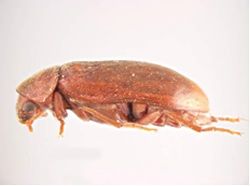 Side view of a pine bark anobiid