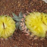 Soft rot caused by <em>Dickeya</em>