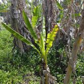 Stunted plant infected with banana bunchy top