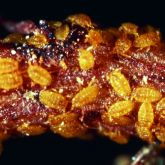 Phylloxera feeding on a grapevine root
