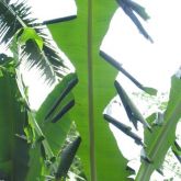 Damage to banana plant by caterpillar of the banana skipper, Erionota thrax