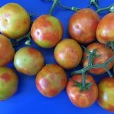 ToBRFV on mature tomatoes showing discolouring