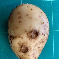 Potato with brown craters