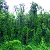 Cat's claw creeper infestation