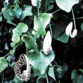 Dutchman's pipe plant