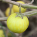 Thumbnail of Tropical soda apple