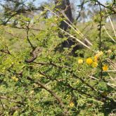 Mimosa bush plant with flowers and pods