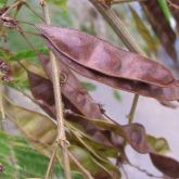 White ball acacia mature fruit