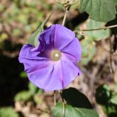 Blue morning glory flower close-up