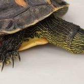 Chinese stripe-necked turtle showing neck