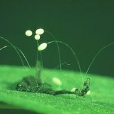 Green eggs on leaf