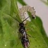 Tiny dark wasp facing a very young caterpillar larva