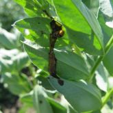 Ladybird beetles feeding on liquefied larvae