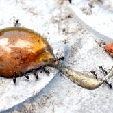 Black ants feeding on amber-coloured droplet