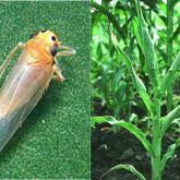 Maize leafhopper with affected plants showing dark green, thickened leaf veins and distorted leaves