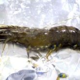 A whole prawn affected by white spot disease, showing characteristic white spots on the shell.