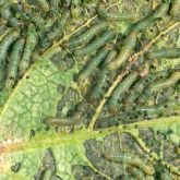 A group of greenish caterpillars feeding on a leaf