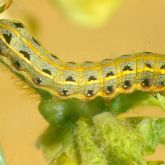 Caterpillar showing lengthwise thin orange strips and dark pattern along body
