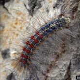 Asian spongy moth late instar larvae