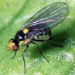 Thumbnail of American serpentine leafminer