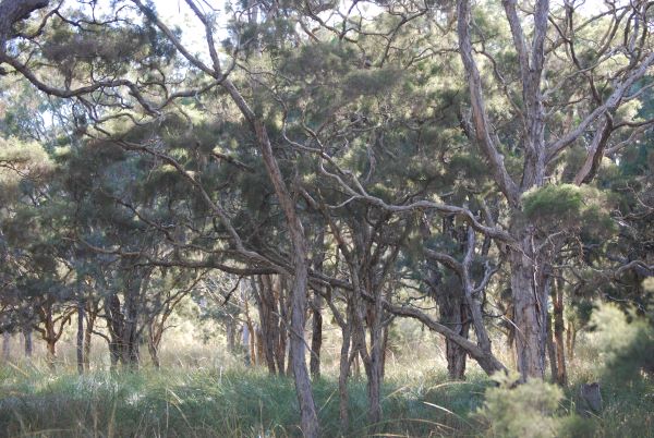 Native Australian trees and plants