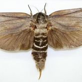 Moth with brown wings and striped brown and white abdomen