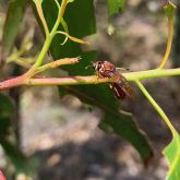 Rarely seen adult sawfly on a branch 
