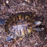 Red-eared slider turtle top view