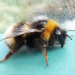 Thumbnail of Bumblebee