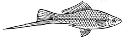 Swordtail male