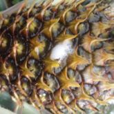 Fermentation on exterior of pineapple