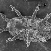 Scanning electron microscope image of an adult phylloxera