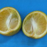 Fruit are lopsided and can have small, brown, aborted seeds
