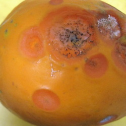Anthracnose of papaya