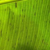 Dark leaf streaks are an early stage of black Sigatoka infection
