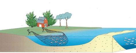 A diagram image of a cutaway shoreline, showing a bund hundreds of metres from shore creating a barrier in the water. A group of fish are stranded in the channel created closer to shore, while other fish swim in the open water on the other side of the bund. On the shore, two figures hold seine netting spread wide between them into the water. The fish stranded by the bund are being captured and brought in by the net.