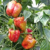 Symptoms of ToBRFV on capsicum fruits and leaves showing discolouring