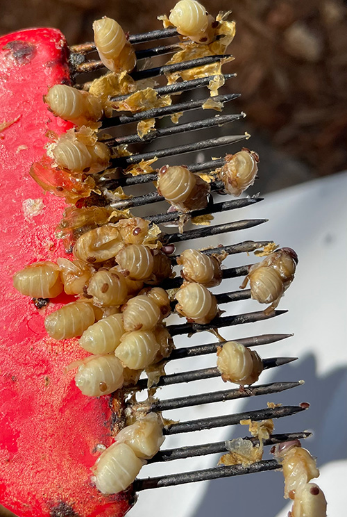 Head of a comb scratcher with about 50 drone pupae stuck in the comb fingers.