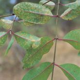 Rubber vine leaf