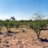 Mimosa bush plants