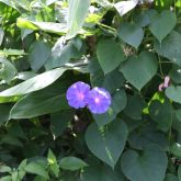 Blue morning glory flowers and leaves