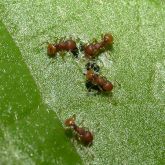 Electric ants on vegetation