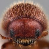 Granulate ambrosia beetle front view