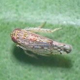 Brown leafhopper