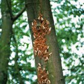 Infestation of Asian spongy moths laying eggs