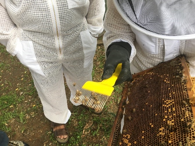 Image of a beekeeper dressed in white, holding a comb scratcher with specimens on the comb tips.